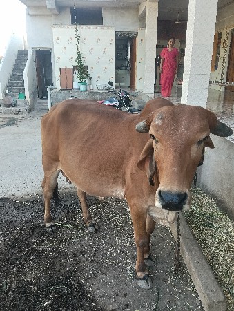 ગાય વેચવાની છે