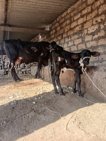 थंबनेल 3