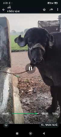 પેલુવેતરછે. 4મહીનાગાભછે.