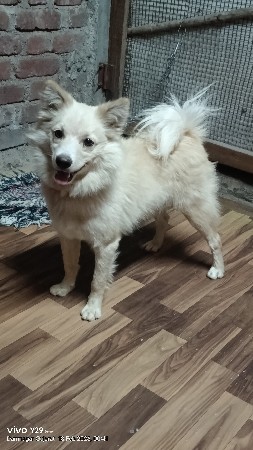 પામોલીન મેલ 7 મહિનાનો