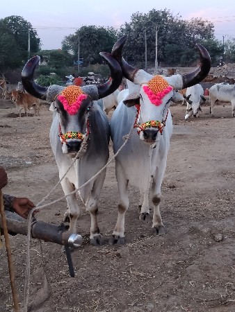 જુનાગઢ જિલ્લો તાલુકો ગામ ટીકર