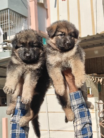 થંબનેલ 2