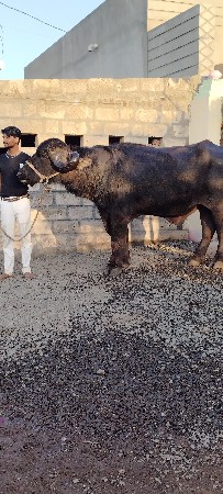 થંબનેલ 2