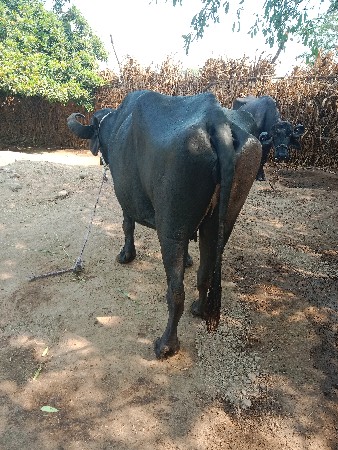 थंबनेल 2