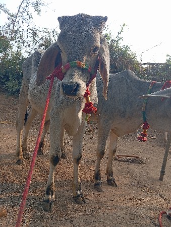 थंबनेल 2