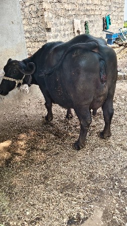 ભેંસ વેચવાની છે