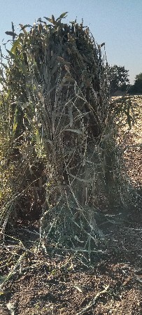 નીરણવેચવાનીછે