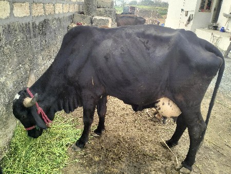 थंबनेल 2