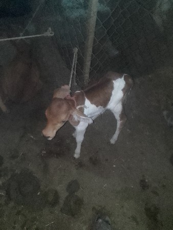 थंबनेल 2