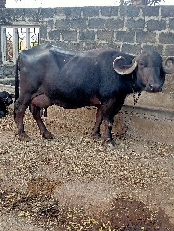 તિજુ વેતર વયાણી