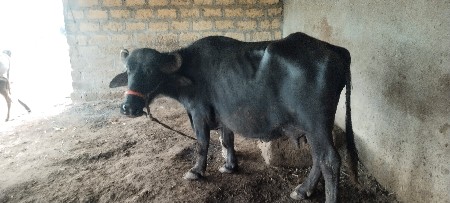 ભેંસ  વેચવાની છે
