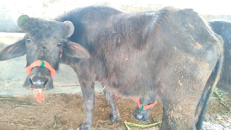 ખડેલી બે વર્ષ સે