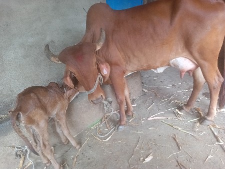 थंबनेल 4