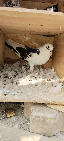 थंबनेल 2