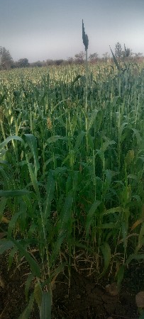 જુવાર નો ચારો