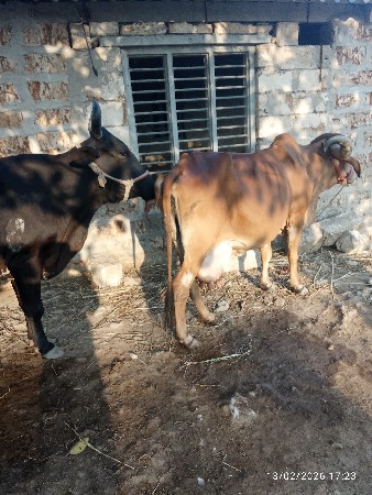 थंबनेल 3