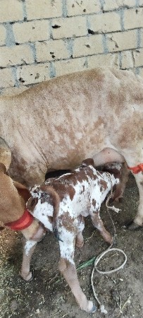 સોન કપિલા ગાય