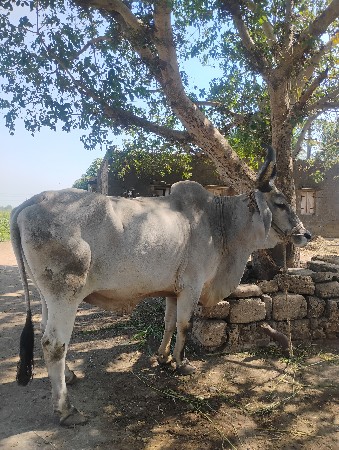 थंबनेल 3