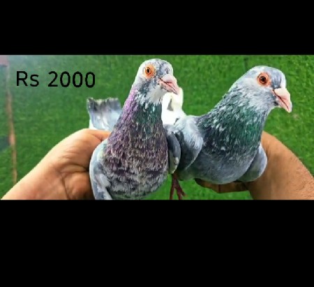 original madrashi kabutar