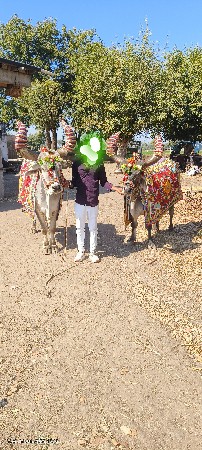 બળદ વેચવાના છે