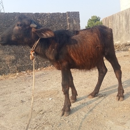 થંબનેલ 3