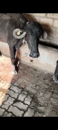 એક કડાઈ વેચવાની છે