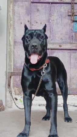 cane corso female