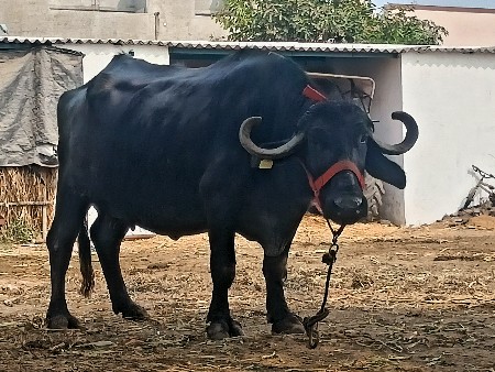 ગામ વાધા તાલુકો જોડીયા 125