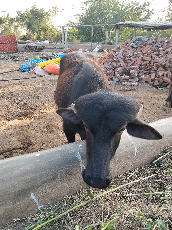 પાડી વૅચવાની છૅ 2 પાડીયુ છૅ