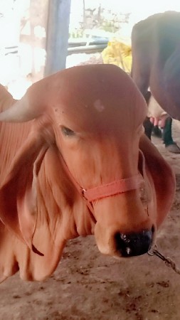 थंबनेल 3