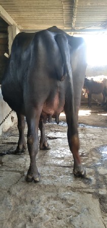 ભેંસ વેચવાની છે