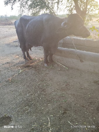 ભેંસ વેચવાની છે