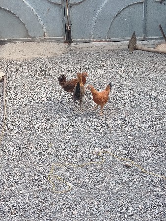 થંબનેલ 3