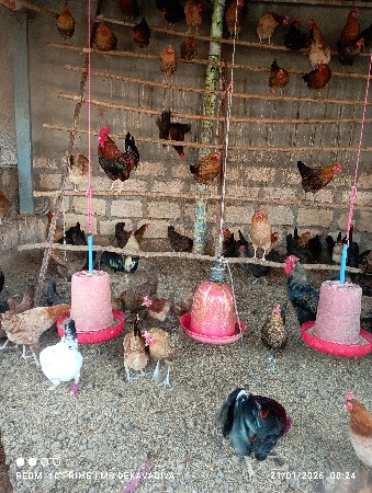 દેસી મુરધી વેચવાની છે