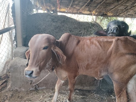 थंबनेल 3