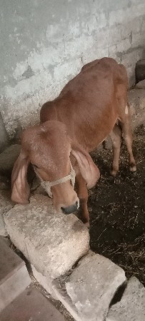 थंबनेल 2