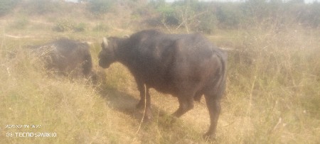 3 ભેંસો એક પાડી