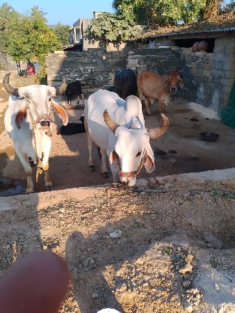 બળદ બેસવાના સે - 9574352334