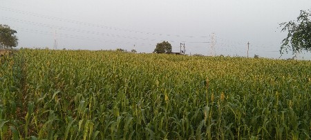 નીરણ વેચવા ની છે.