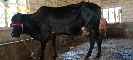 थंबनेल 2