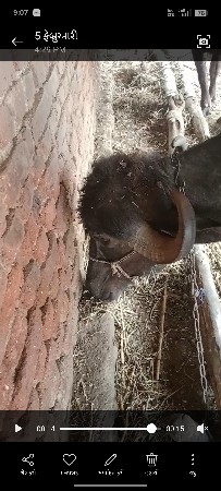 બગદાણા જોવા મળશે