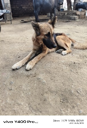 સાડાકરવાનાછે