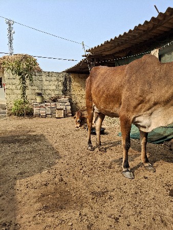 थंबनेल 2