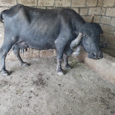 ભેસ વેચવાની છે