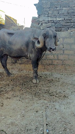 थंबनेल 2