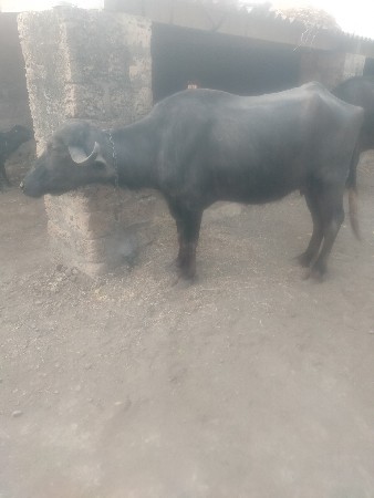 થંબનેલ 2