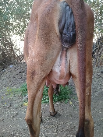 ગાય વેશવાની છે