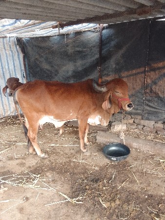 ગીર ગાય વેચવાની છે