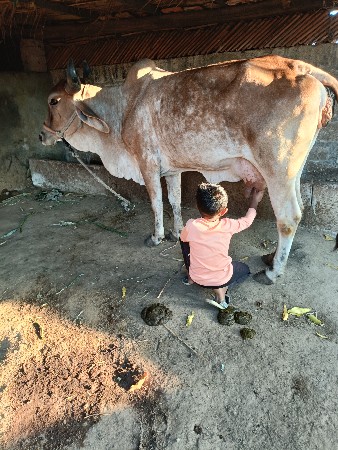 ગાય વેચવાની છે