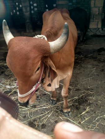 थंबनेल 2